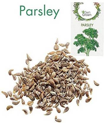 CYBEXIS Parsley Seed