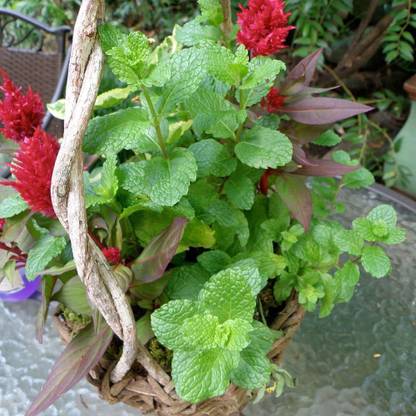 VibeX VVI-55 - Sweet Mint Aromatic Herb - (150 Seeds) Seed