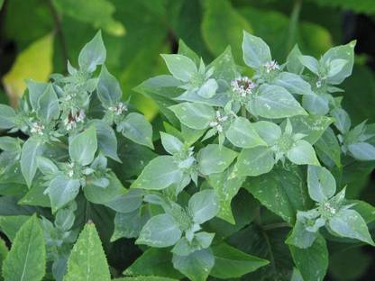 CYBEXIS KGF -3 - Mountain Mint (Pycnanthemum muticum) - (150 Seeds) Seed