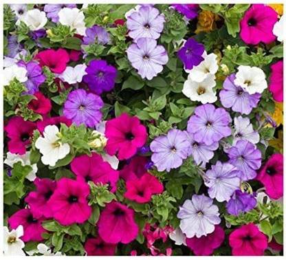 CYBEXIS Petunia - Balcony Mix (Trailing) Seed