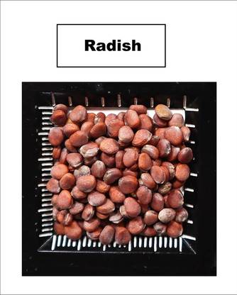 VibeX PAU-28 - White Icicle Radish - (250 Seeds) Seed