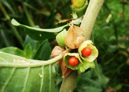 BDSresolve ashwagandha seeds uk Seed