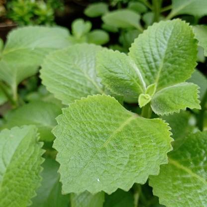 Mozette Organic oregano herb Seed