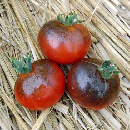 CYBEXIS Fast Germination Tomato Blue Streak Seeds1000 Seeds Seed