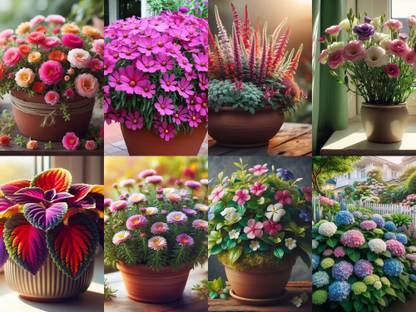 Earth Hopper 800+ SEEDS- Hybrid All Year Growing Flower Seeds Combo- 8 Packs of Flower Seed