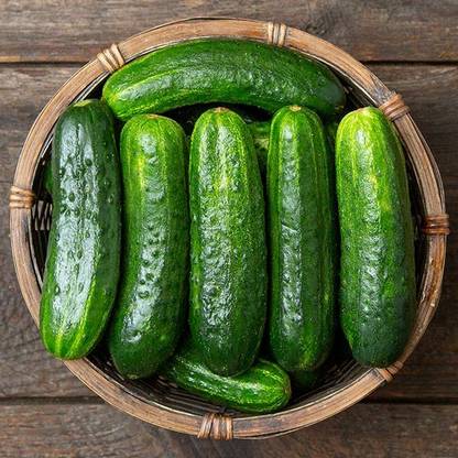 MOTREX EXCELSIOR F1 CUCUMBER SEEDS Seed