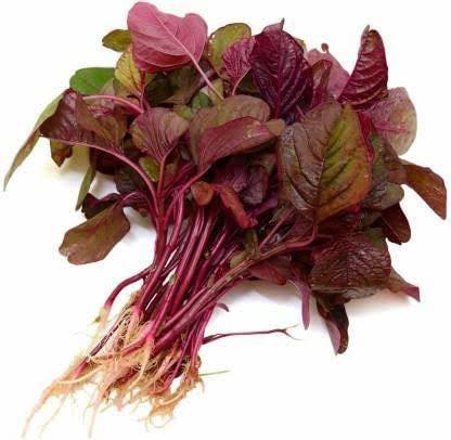 KANAYA Amaranthus Leaf Cholai Red Saag Seed