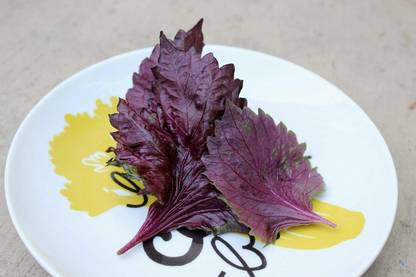 KNESSiN Japanese Basil, Red Mint, Non-GMO[400 Seeds] Seed