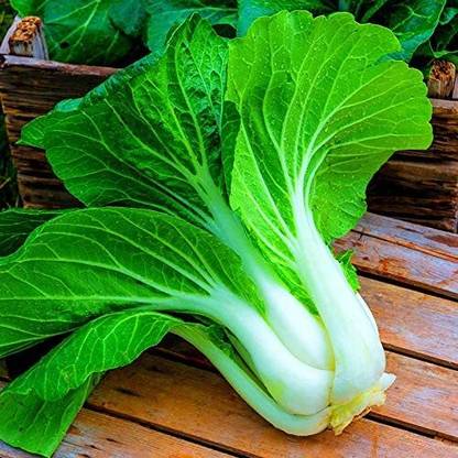 ENINE Hybrid Vegetable Seeds for Home Gardening Pak choi 50 Seeds FF64 Seed