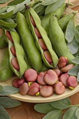KNESSiN Broad Bean Karmazyn Seed