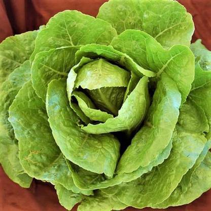 WILLVINE HUA-662 Parris Island Romaine Lettuce Seeds Seed