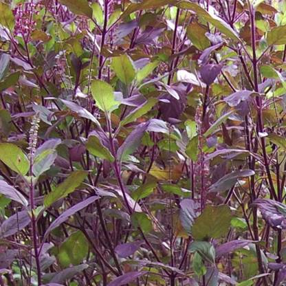 Quentova Krishna Tulsi Basil Shyama Tulsi Red Holy Basil (Ocimum sanctum) Seed