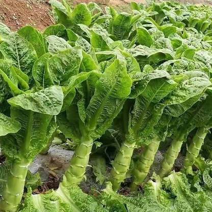VibeX ® RXI-822 Asparagus Lettuce Leaf Celtuce Spring Tower Seed