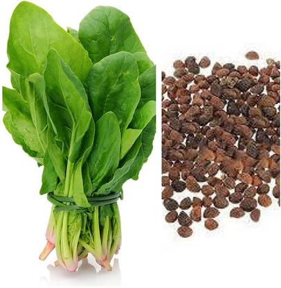 Aywal पालक के बीज/Palak Spinach Seed