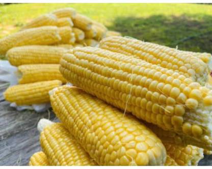 greenfarm NXC- Yellow Sweet Corn Seeds/ Best Quality, 90 X Seeds , fdj80 Seed