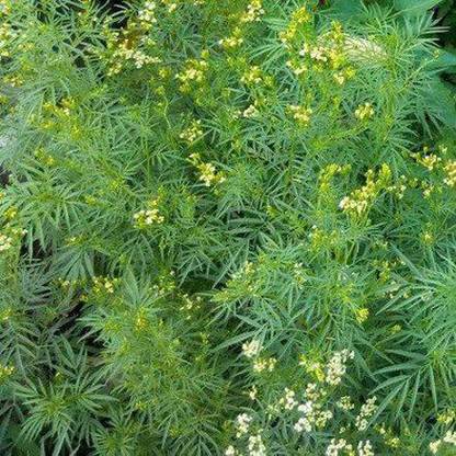 VibeX ® VMR-552 Mexican Mint Marigold Seeds Seed