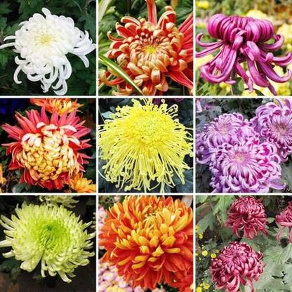 CYBEXIS Mix Chrysanthemum Seeds Heirloom Flowers Seed