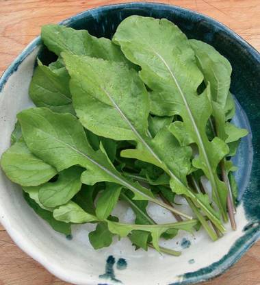VibeX TLX-41 - Wild Rocket Arugula - (250 Seeds) Seed