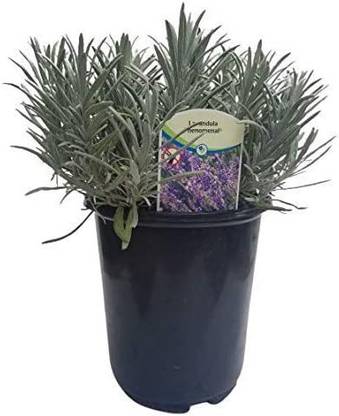 VibeX ® LXI-211 Lavender Phenomenal Purple Flowers Seed