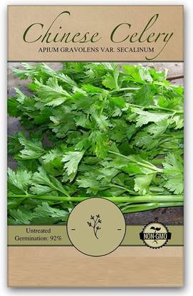 VibeX ® XXL-267 Chinese Celery Seeds Seed