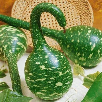 VibeX LXI-5 - Swan Bottle Gourd Vegetable - (100 Seeds) Seed