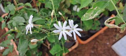 ASPEN All Variety Jasmine Plants | Multi Variety Flower Plants | Pavala Malli | Not a Seed