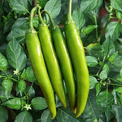 DHENU PRASAD Hybrid chilli (mirch) Seed