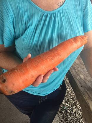 VibeX ® VXI-266 Giant Carrot Seeds Seed
