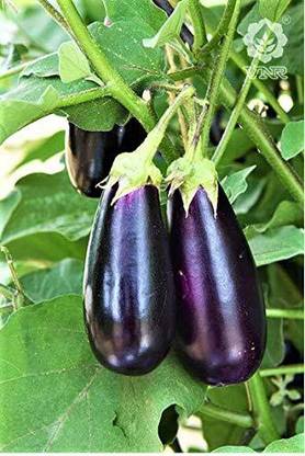 VibeX ATS-67 - Hybrid Brinjal VNR-212 - (450 Seeds) Seed