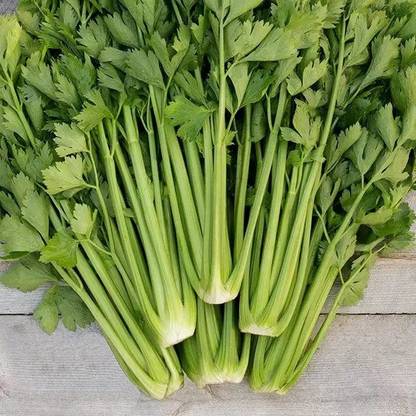 CEZIUS Vegetable Seeds For Garden Organic Celery Vegetable Seed
