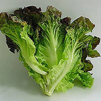 VibeX ® VXI-579 Red Leaf Romaine Lettuce Seeds Seed