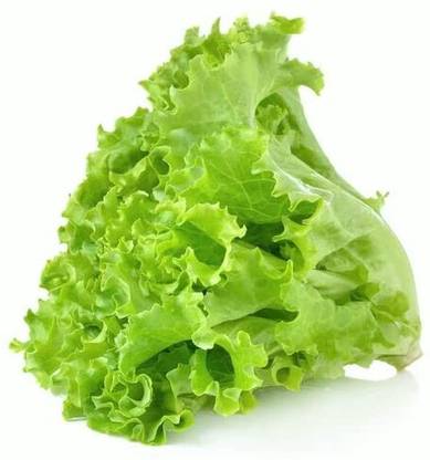 Aywal Long Lettuce Romaine Vegetable Seed