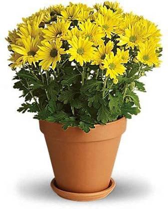 KANAYA Aster Double Mix Flower Seed