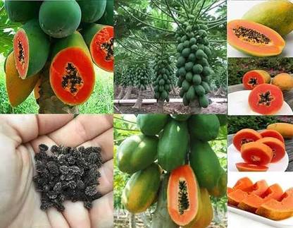 BSARKAR Red lady papaya seedss Seed