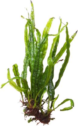 ANAND Microsorum Pteropus Needle Leaf java fern needle leaf for aquarium terrarium Seed