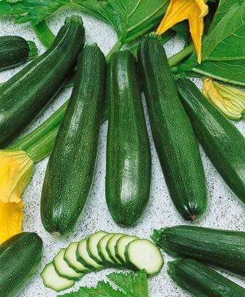 WILLVINE GUA-408 Zucchini Elite Hybrid Summer Squash Seeds Seed