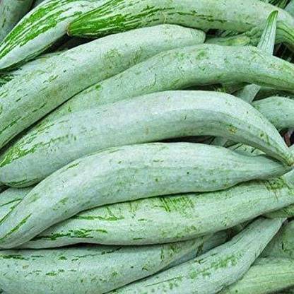 Aywal High Yield Rare Hybrid" Snake Gourd" Chachinda Pudalangai Vegetable Seed