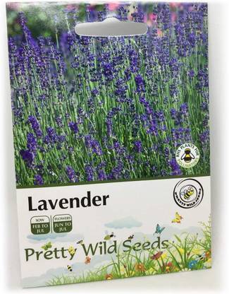 ActrovaX Lavender - Lavendula ANGUSTIFOLIA [100 Seeds] Seed