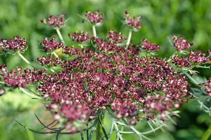 VibeX ® XLR-30 Pink and Burgundy Bishop's Weed Seed