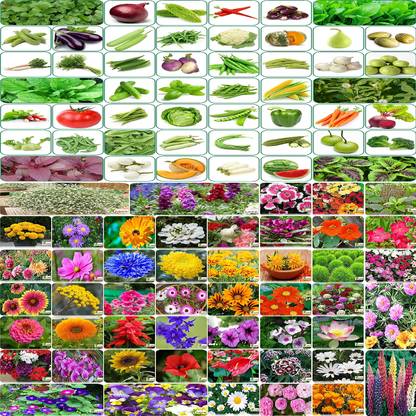 FLARE SEEDS 100 Types Of Combo Seed