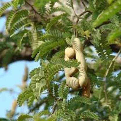 KANAYA Meethi Imli ( Tamarind) Seed