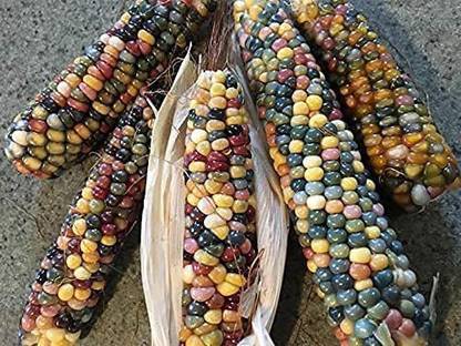 WILLVINE KGF -709 Glass Gem Corn Seeds Seed