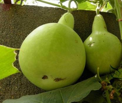 UGRA Round Bottle Gourd Hulu Piao Seed