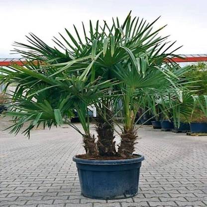 BDSresolve areca palm tree seeds for home garden/palm seed 31 Seed