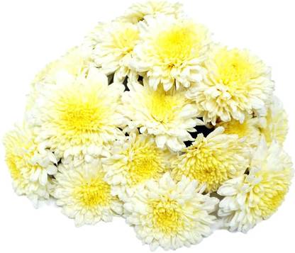 Mozette Exotic chrysanthemum white Seed