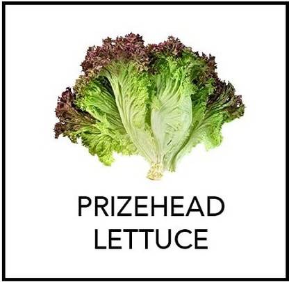 CYBEXIS Prizehead Lettuce-500 Seeds Seed