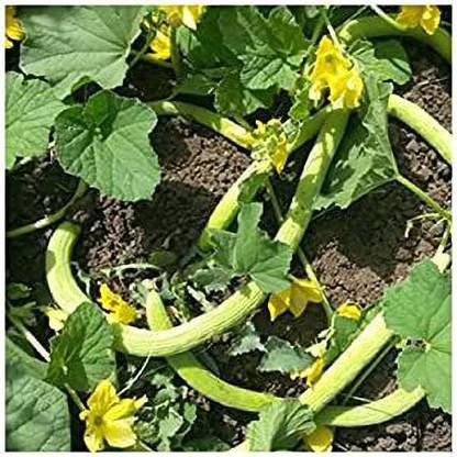 KANAYA Armenian Cucumber Kakdi , Kakri Seed
