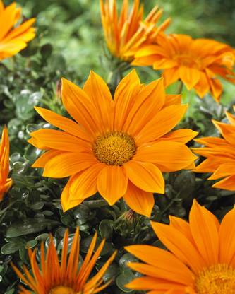 Quentova Gazania Giant Deep Orange Seed