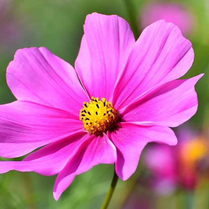WILLVINE NDIR-164 Flower Seeds(Cosmos) Seed
