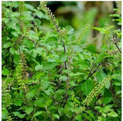 SEEDSART NXC - Gorgeous Tulsi Seeds " Black Tulsi " Organic 100 Seeds , C75 Seed